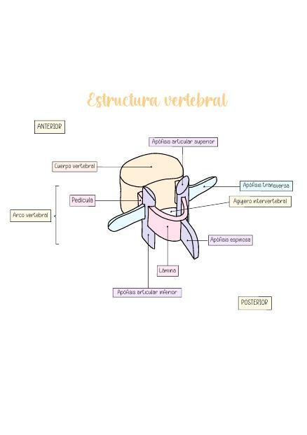 Estructura Vertebral