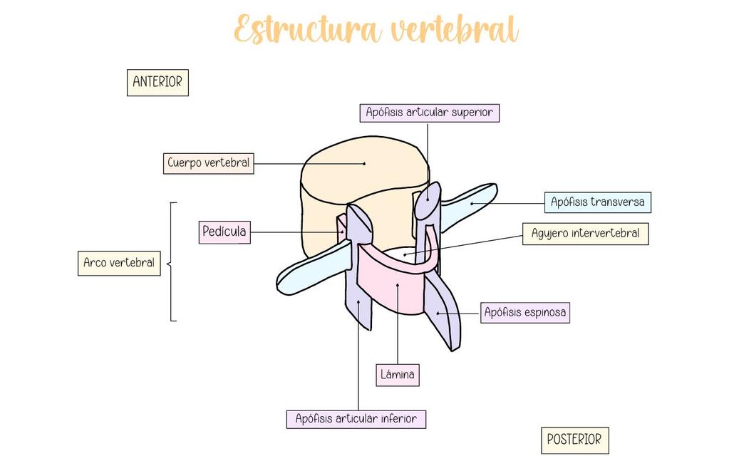 Estructura Vertebral  