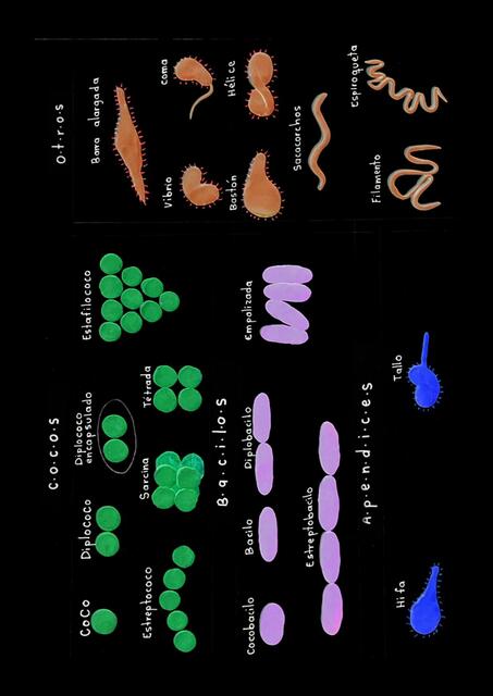 Morfología de las bacterias