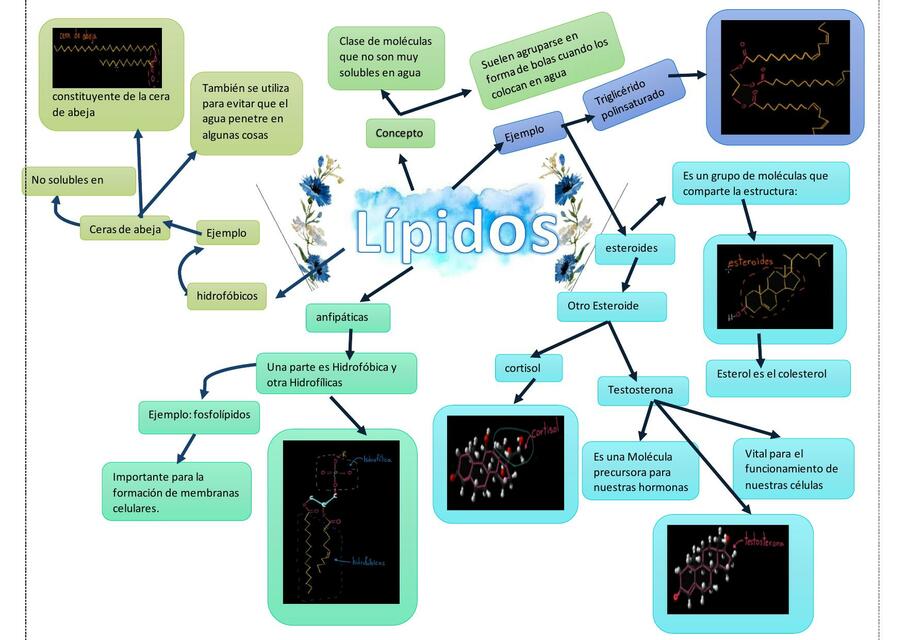 Lípidos 