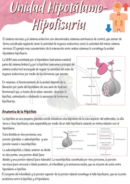 Unidad Hipotálamo Hipofisaria Tp2