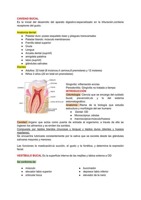 Cavidad Bucal 