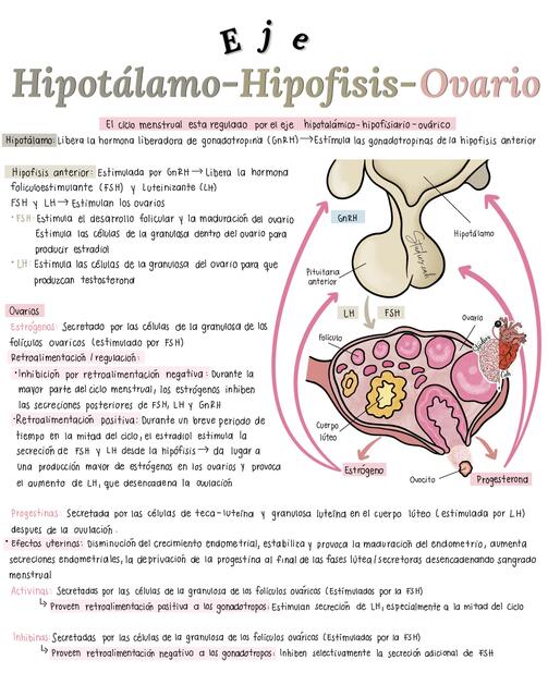 Eje Hipotálamo-Hipofisis-Ovario