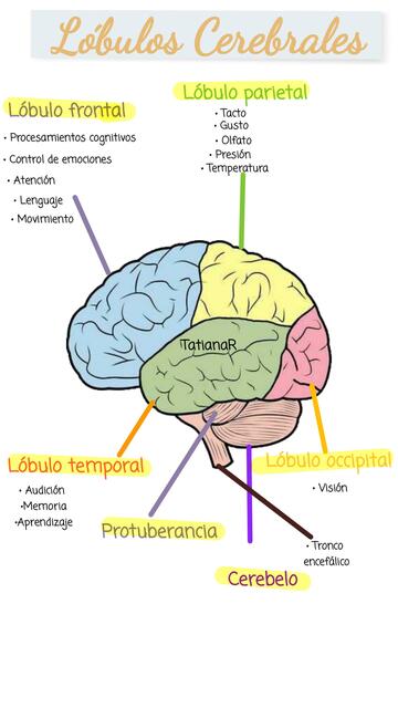 Lóbulos cerebrales