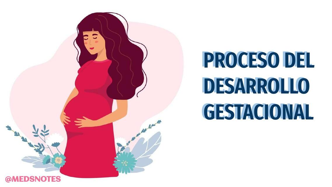 Proceso del desarrollo gestacional 