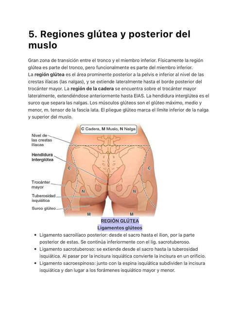 Regiones Glútea y Posterior del Muslo