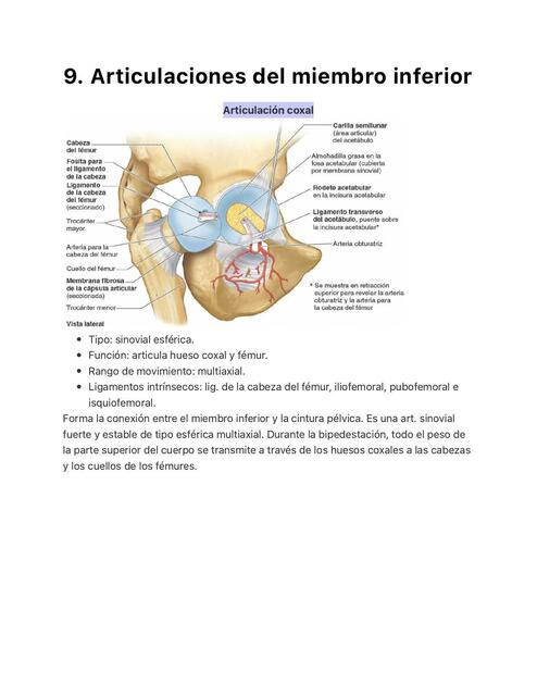 Articulaciones del Miembro Inferior