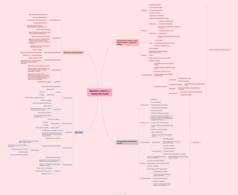 Regiones Anterior y Medial del Muslo