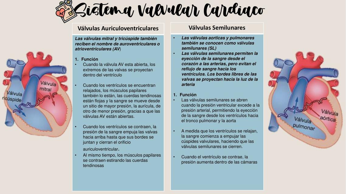 Sistema valvular cardíaco