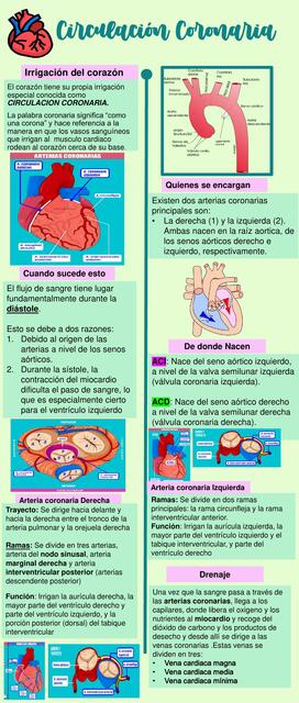 Circulación coronaria