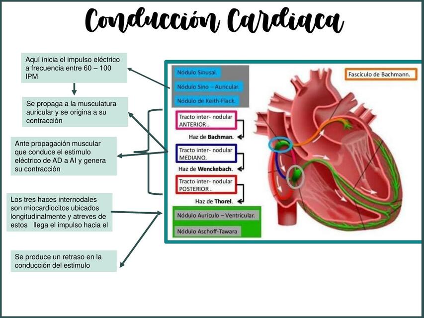 Conducción cardíaca