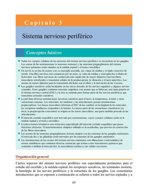 Sistema nervioso periférico