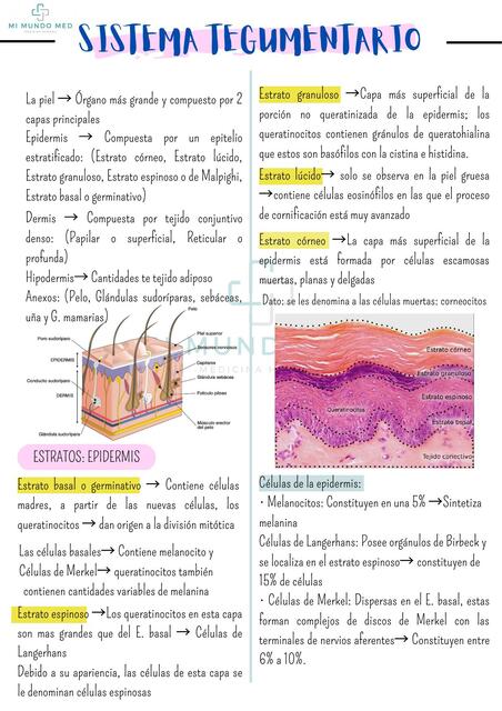 Sistema tegumentario