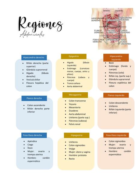 Regiones abdominales