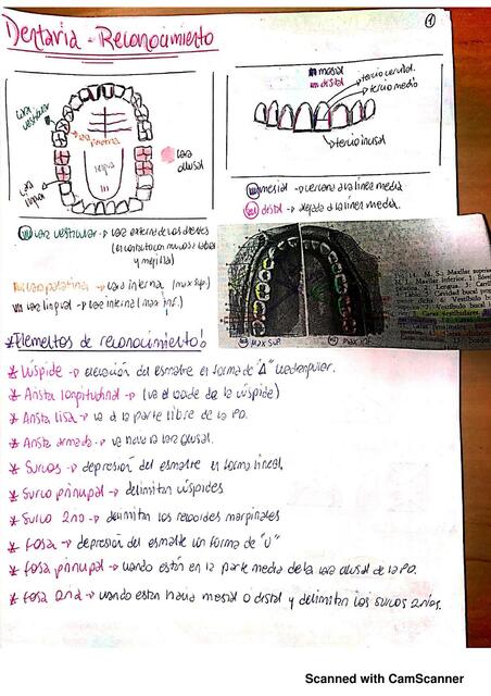 Dentaria - Reconocimiento