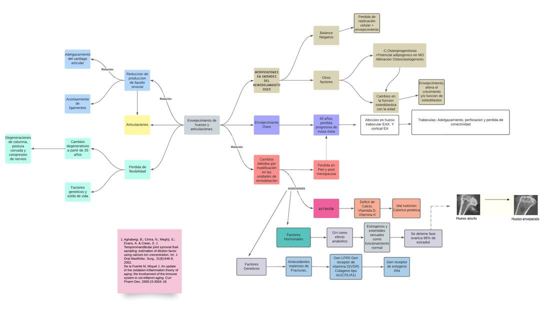 Envejecimiento de huesos y articulaciones.