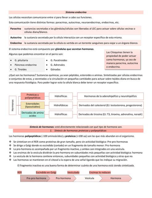 Sistema endocrino