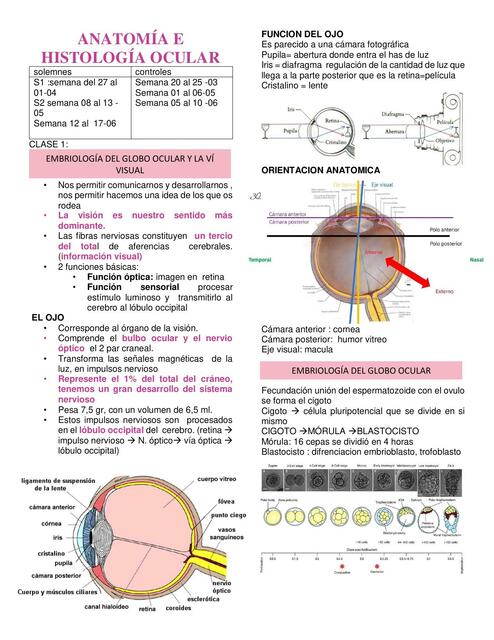 Anatomía e histología ocular clase 1 generalidades