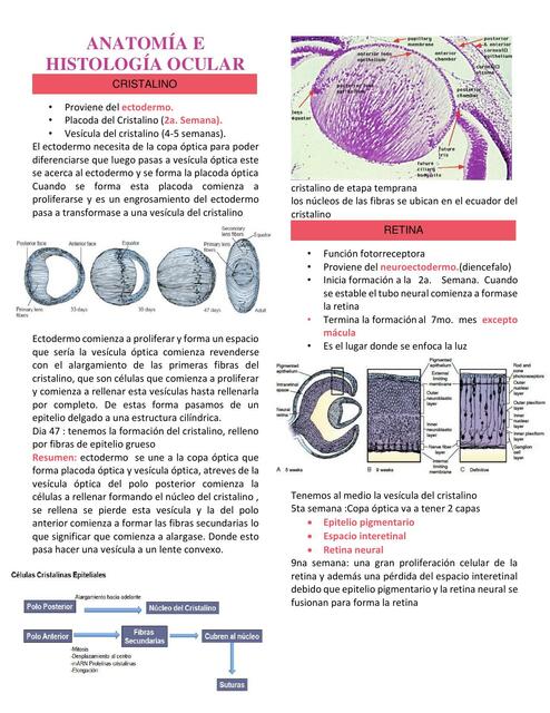 Anatomía e histología ocular clase 2 generalidades