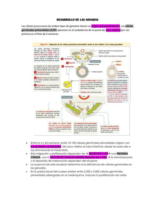 Desarrollo de las Gónadas 