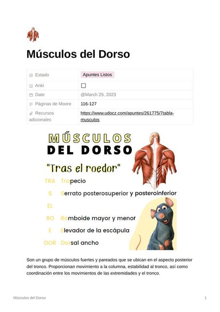 Músculos del Dorso