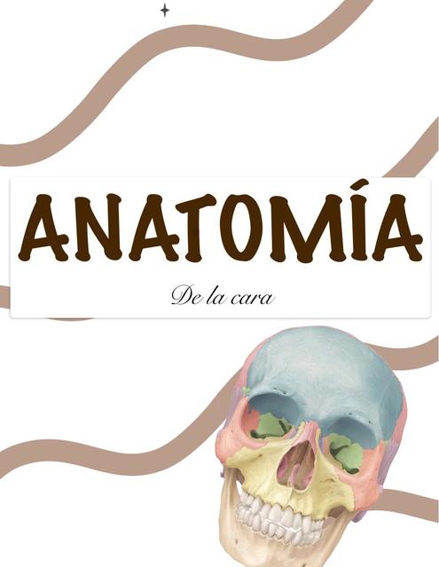 Anatomía 