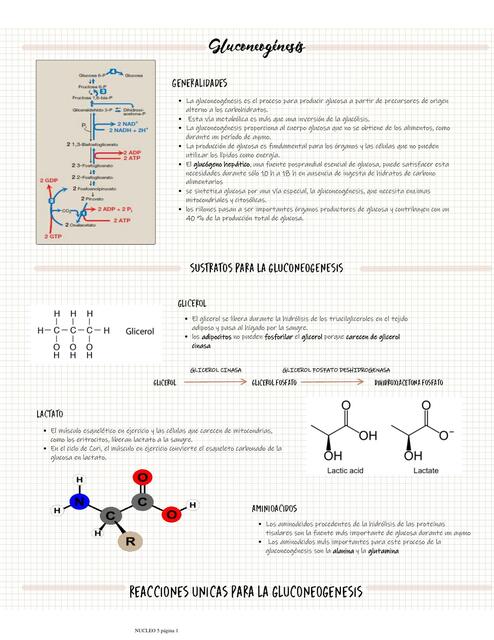 Gluconeogénesis