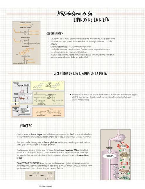 Metabolismo de los Lípidos de la Dieta