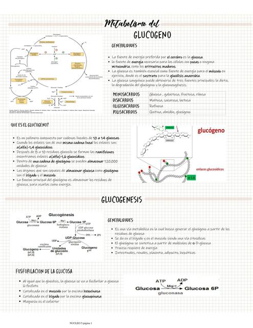 Metabolismo del glucógeno