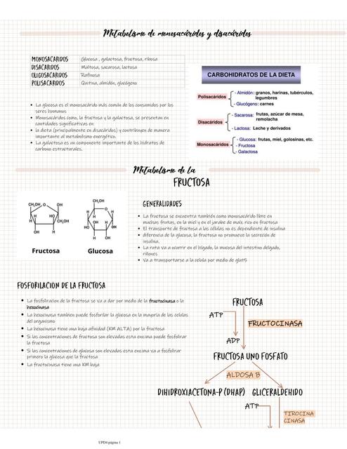 Metabolismo de monosacáridos y disacáridos