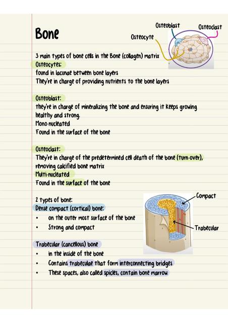 Histology notes bone and cartilage