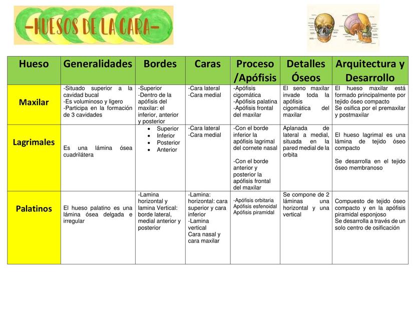 Huesos de la cara 