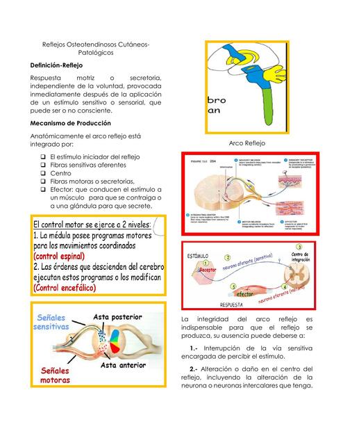 Fisiología Reflejos Osteotendinosos Cutáneos  