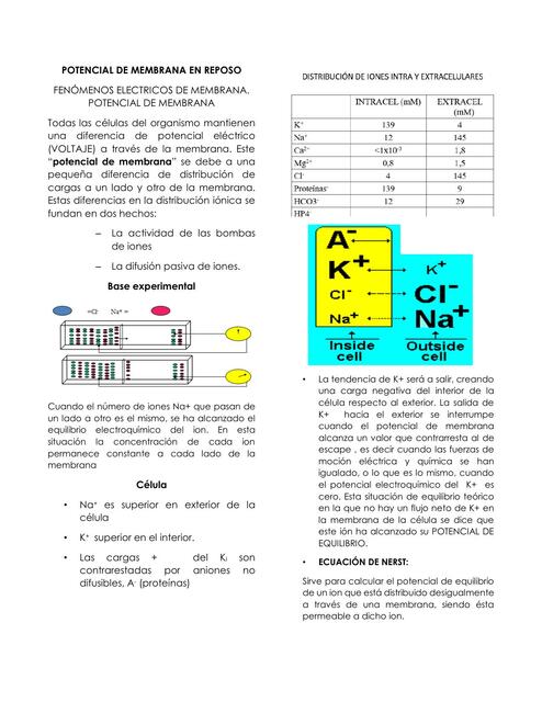 Potencial de membrana en reposo 