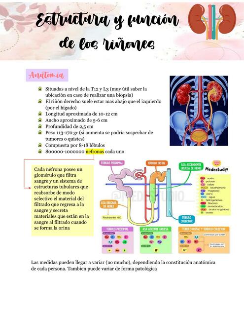 Estructura y función de los riñones 