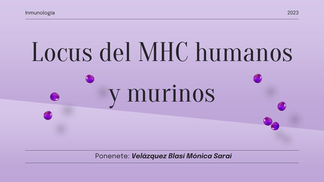 locus del MHC humanos y murinos