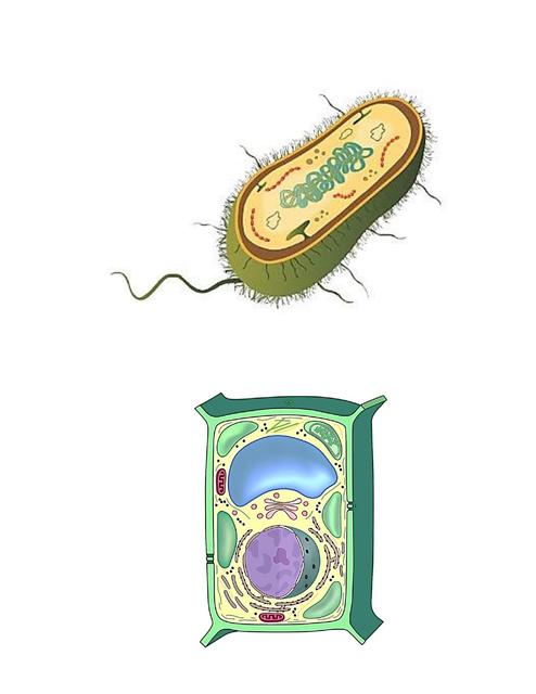 Imágenes células procariotas 