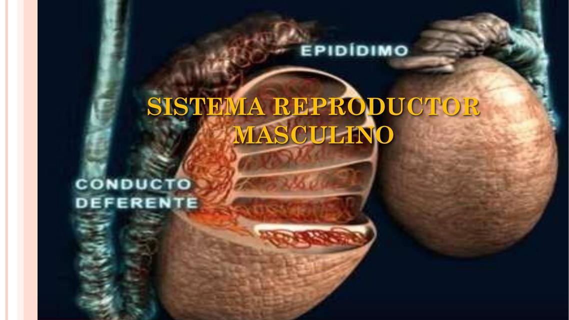 HISTOLOGÍA SISTEMA REPRODUCTOR MASCULINO