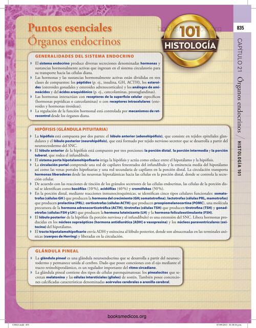 Sistema Endocrino 