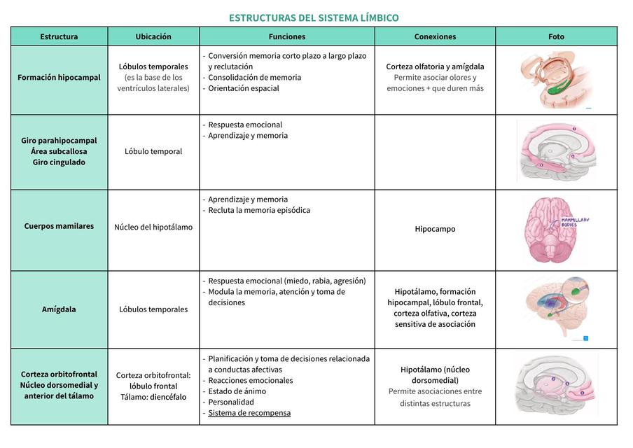Sistema límbico  