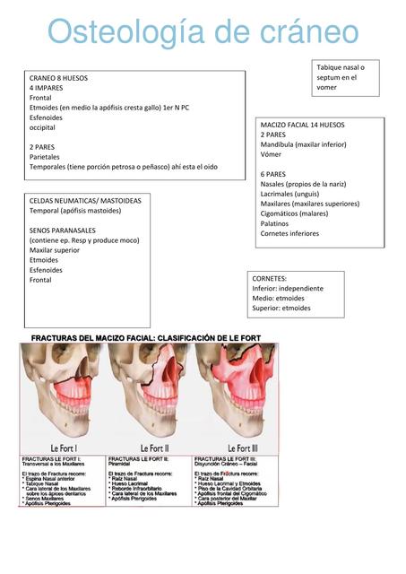 Osteología de cráneo 