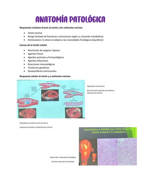 Anatomía patológica 