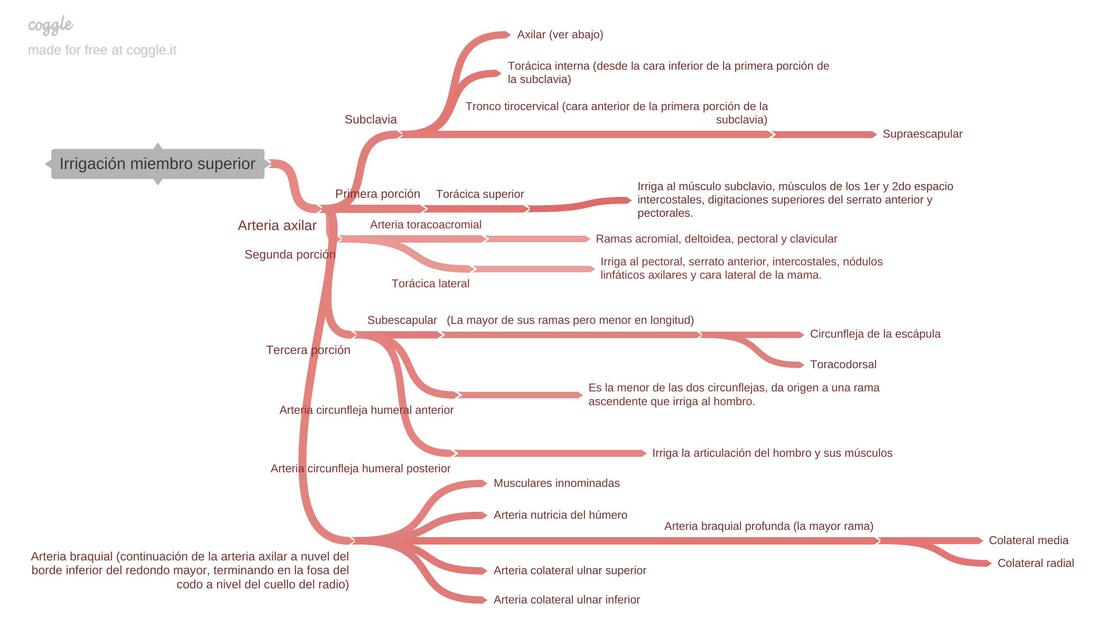 Irrigación Miembros Superiores 