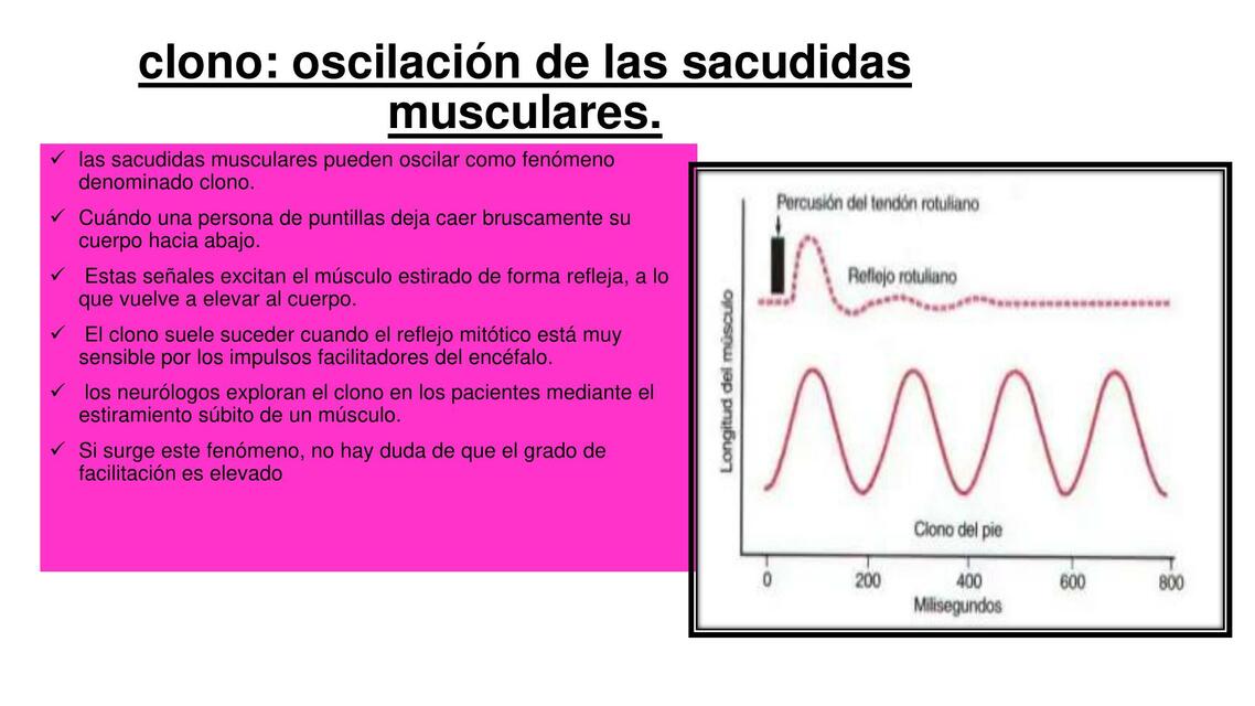 Clono: oscilación de las sacudidas musculares  