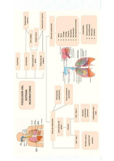 Fisiología del Sistema Respiratorio | nursing apuntes | uDocz