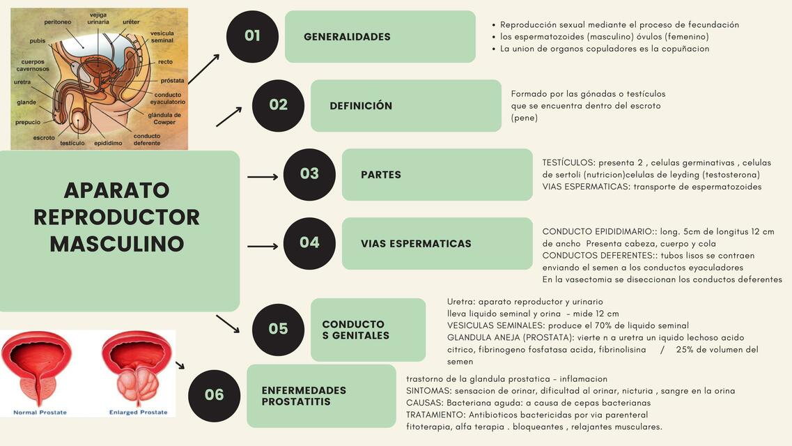 Aparato  Reproductor  Masculino 