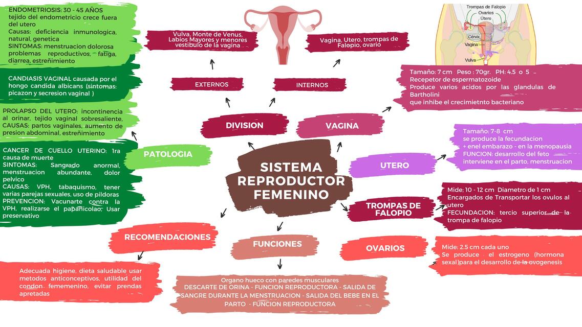 Sistema  Reproductor  Femenino 