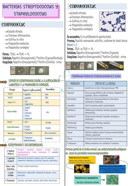 Bacterias Streptococcus y Staphylococcus 