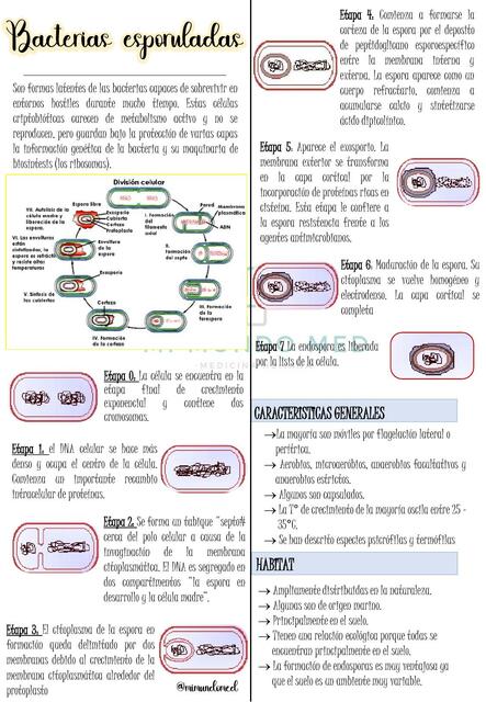 Bacterias Esporuladas