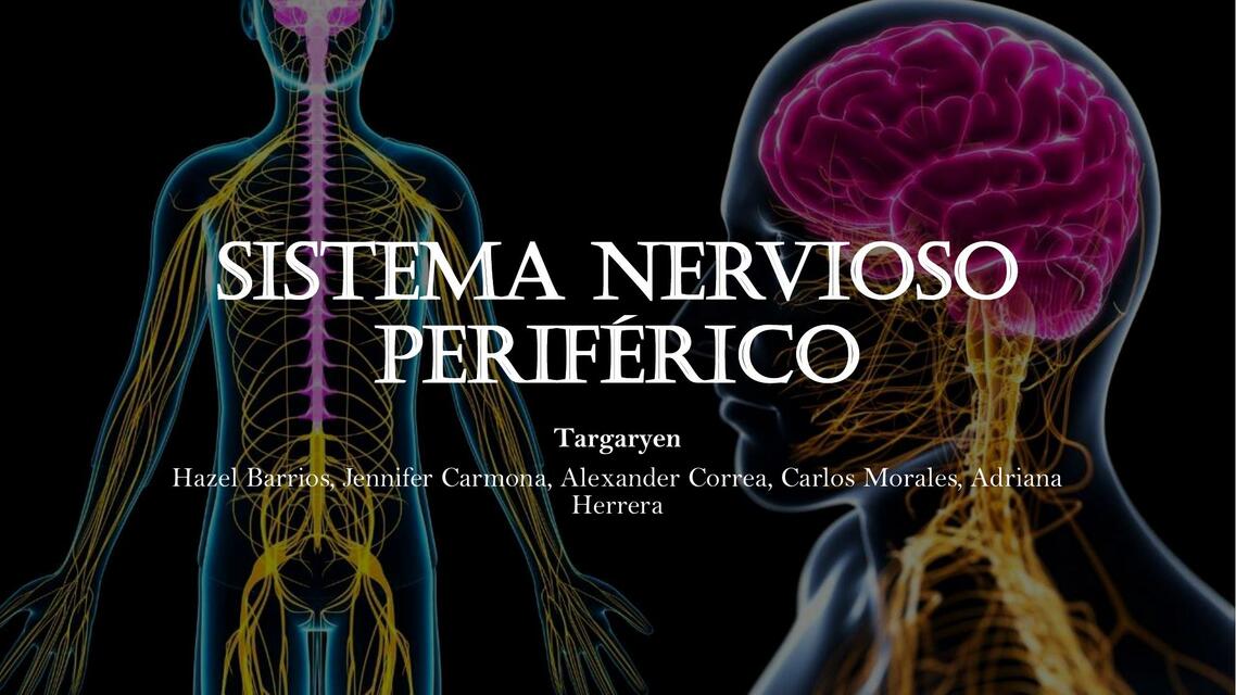 Sistema nervioso periférico  